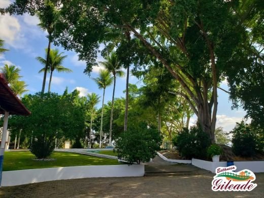 Jardim com palmeiras e árvores frondosas