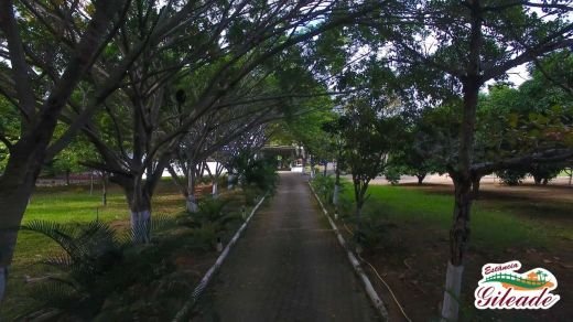 Alameda arborizada